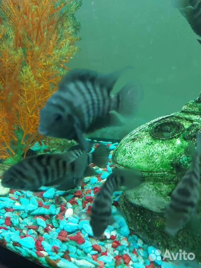 Рыбки цихлиды взрослые