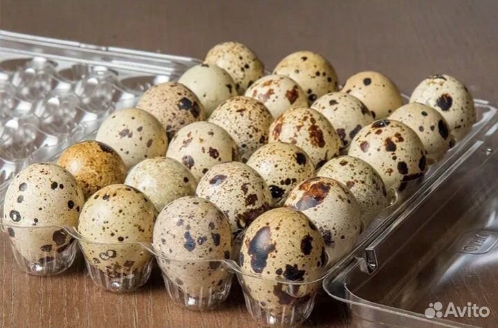 Яйца перепелиные