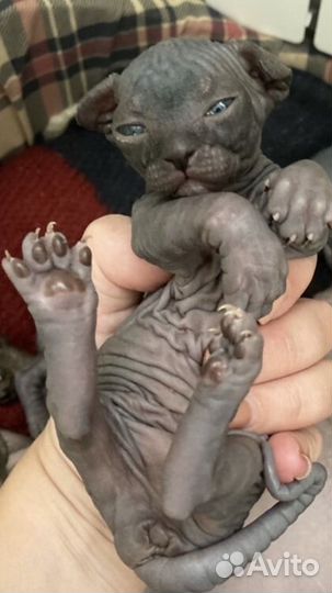 Канадский сфинкс