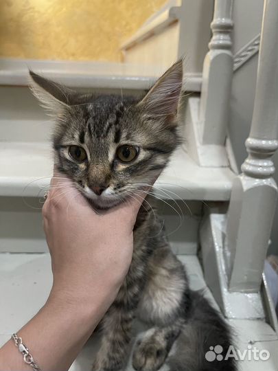 Кот 4 мес в добрые руки