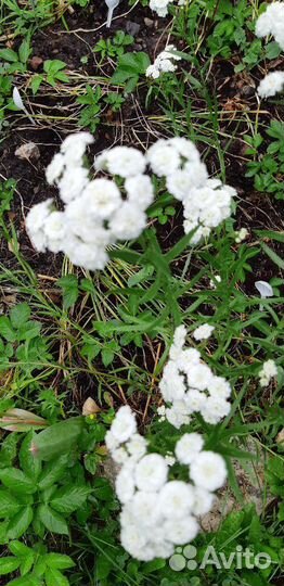 Садовые многолетние цветы