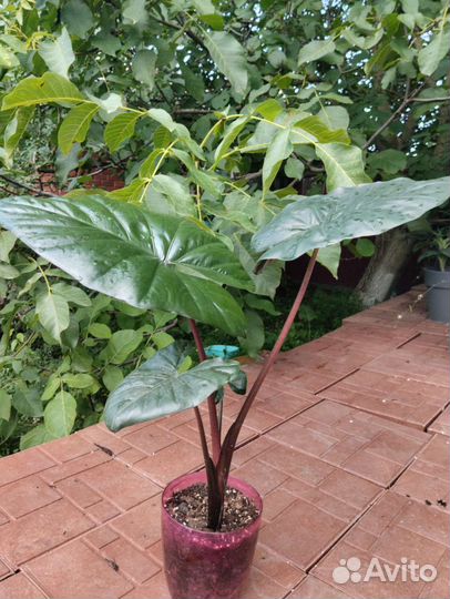 Алоказия принцесса юкатан