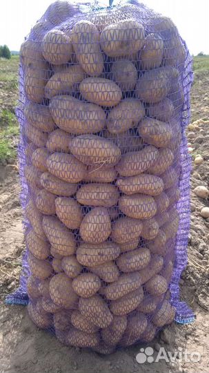 Продам картофель оптом
