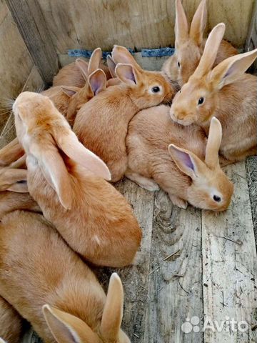Кролики бургундские объявление продам