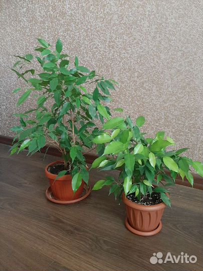 Фикус бенджамина Наташа