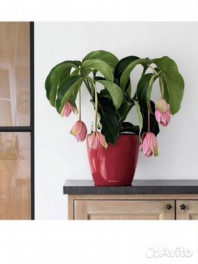 Кашпо с автополивом lechuza 35 см