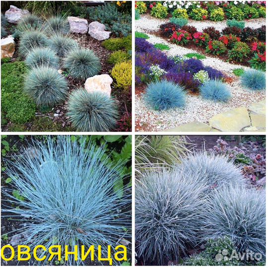 Овсяница, Ясколка, Тимьян, Обриета