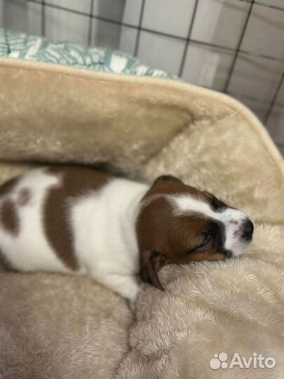 Щенки джек рассел терьер