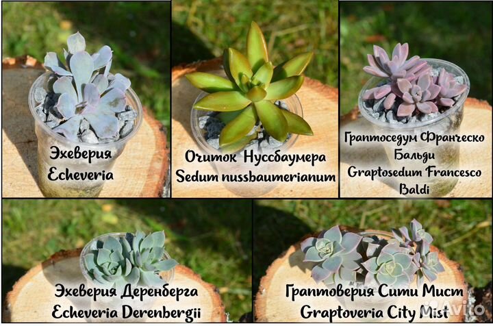 Кактусы и суккуленты