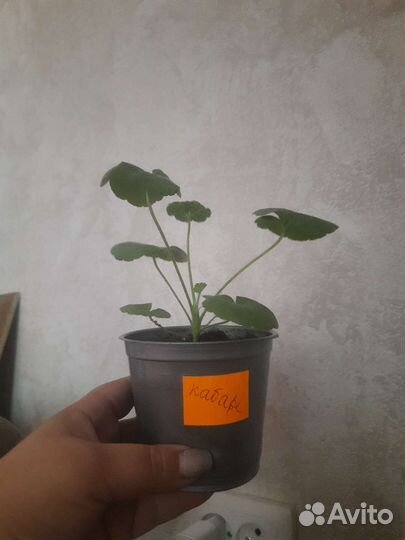 Пеларгония герань