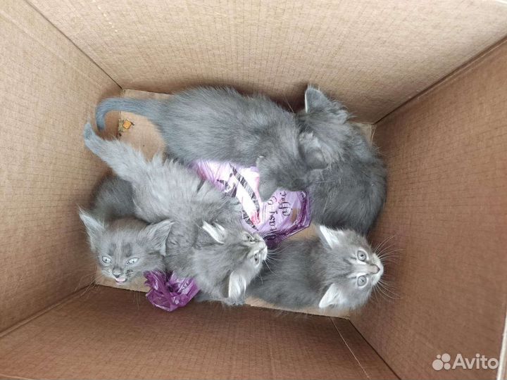 Котята в добрые руки