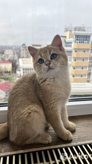 Британский кот для вязки