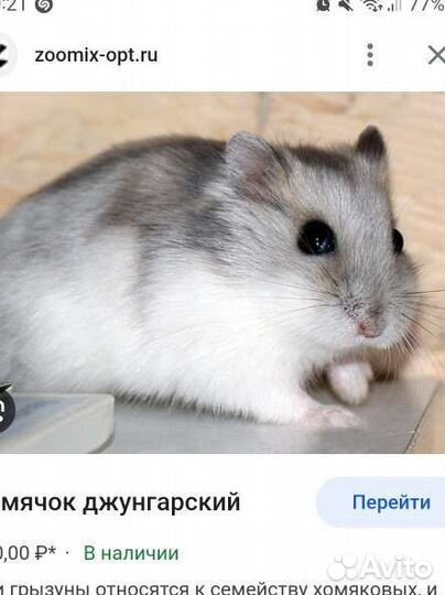 Джунгарский хомяк с клеткой