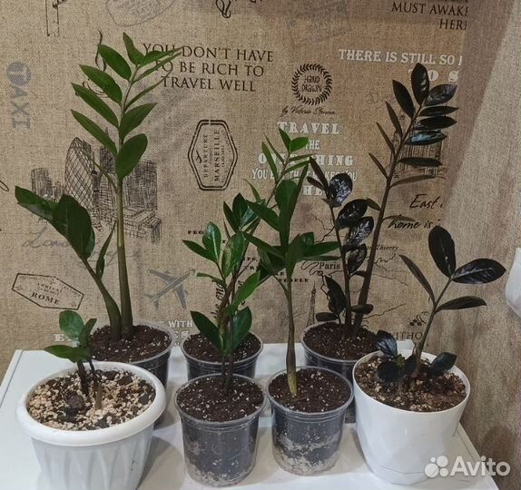 Замиокулькас