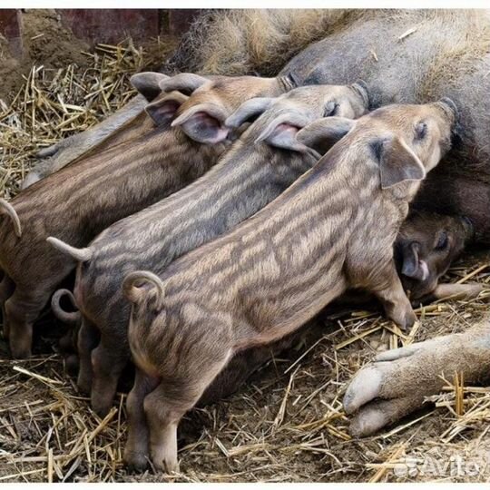 Поросята венгерская мангалица