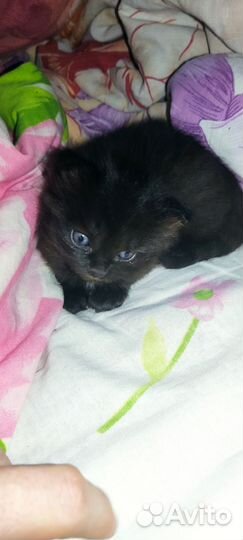 Котята в добрые руки 1 месяц сиамские
