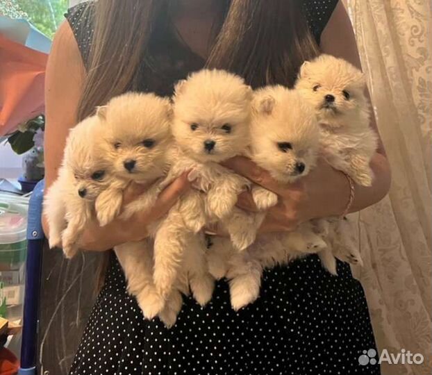 Щенки померанского шпица