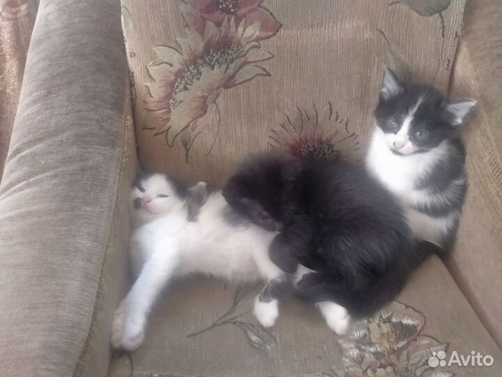 Отдам в добрые руки