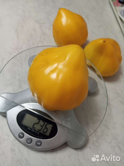 Семена томата Ночная свеча