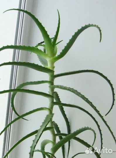 Алоэ, столетник