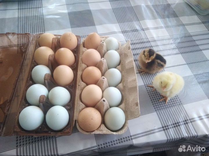 Петушки, инкубатор