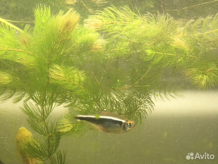 Роголистник