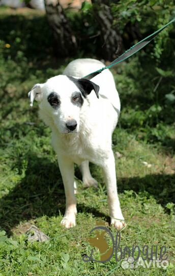 Доброжелательный и чудесный пес Аркадий