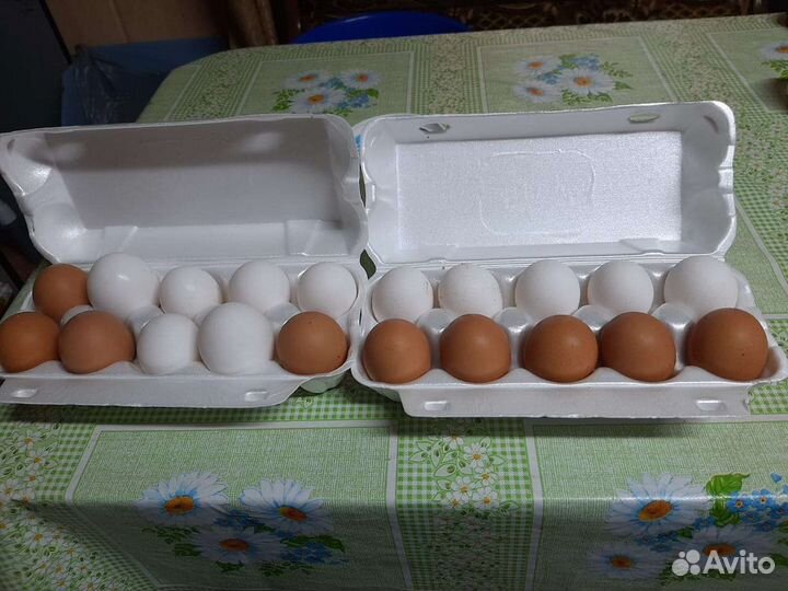 Яйца перепелиные домашние