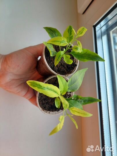 Комнатное растение