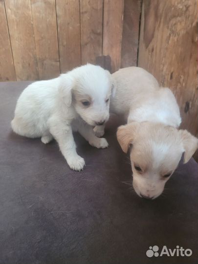 Собака в добрые руки отдам бесплатно