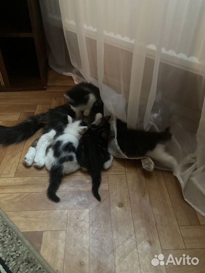 Кошки в добрые руки даром