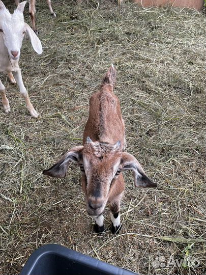 Козлята от нубийского козла