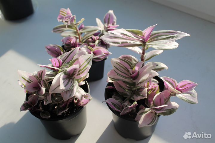 Каланхоэ каландива,Традесканции, Сингониум