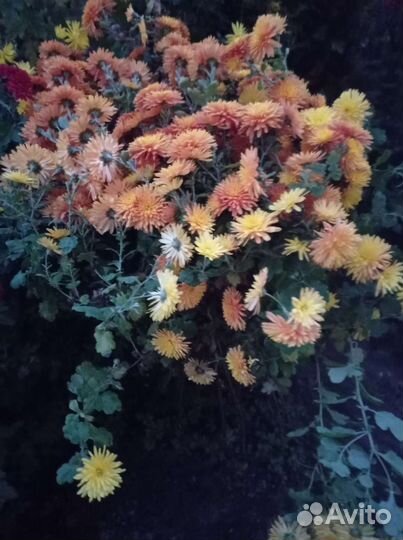 Хризантема корейская
