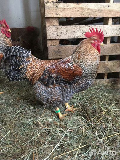 Инкубационное яйцо, цыплята кур породы Билефельдер