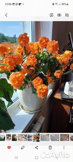 Комнатные растения