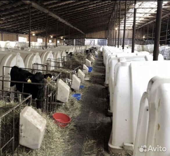 Бычки. Телята