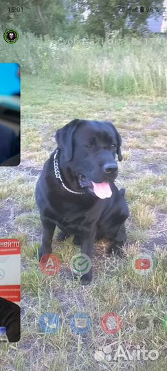 Вязка лабрадор