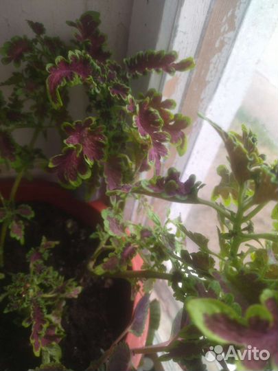 Колиус,цена за стаканчик (укорененый)