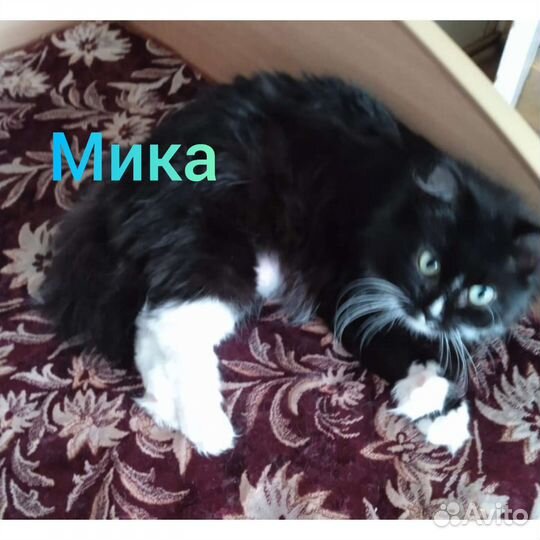 Кошки и коты в дар