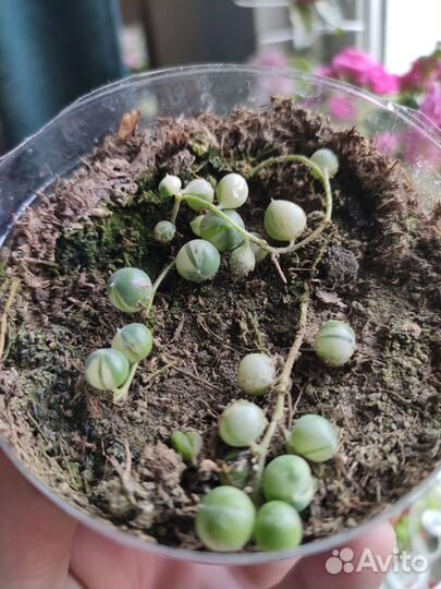 Крестовник Роули вариегатный