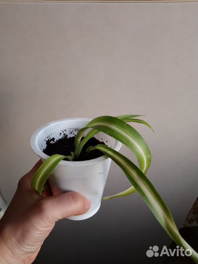 Хлорофитум Кудрявый (хлорофитум Бонни)