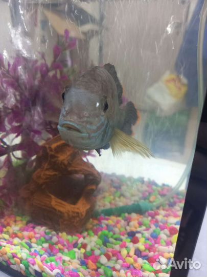 Акара бирюзовая