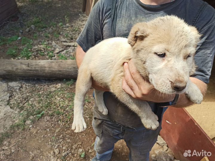 Продам щенков алабая (среднеазиатской овчарки) сао