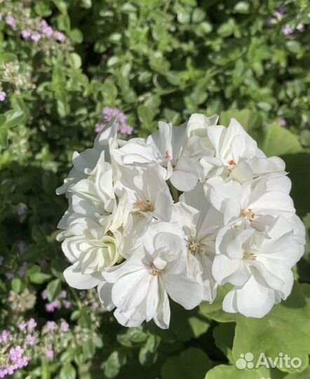 Герань пеларгония Apple Blossom
