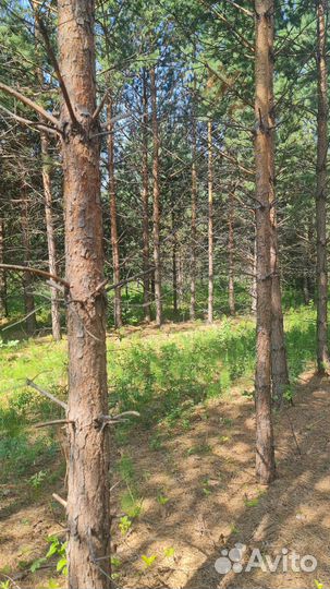 Лес на дрова