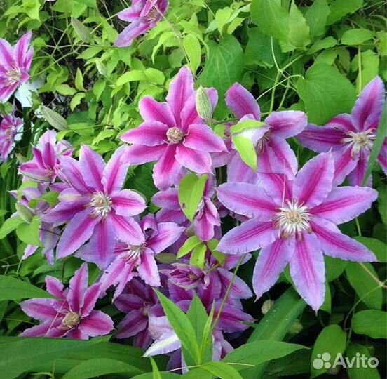 Клематисы 350