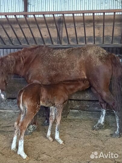 Лошадь с жеребенком