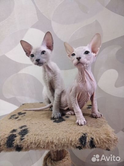 Котята Петерболд