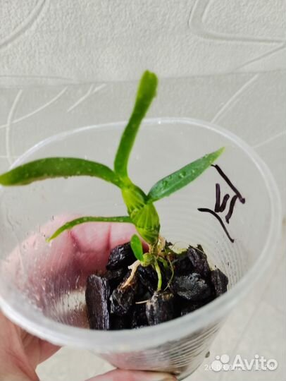 Сеянцы орхидей и ваниль